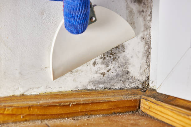 Best Residential Mold Inspection & Testing  in Dilworth, MN